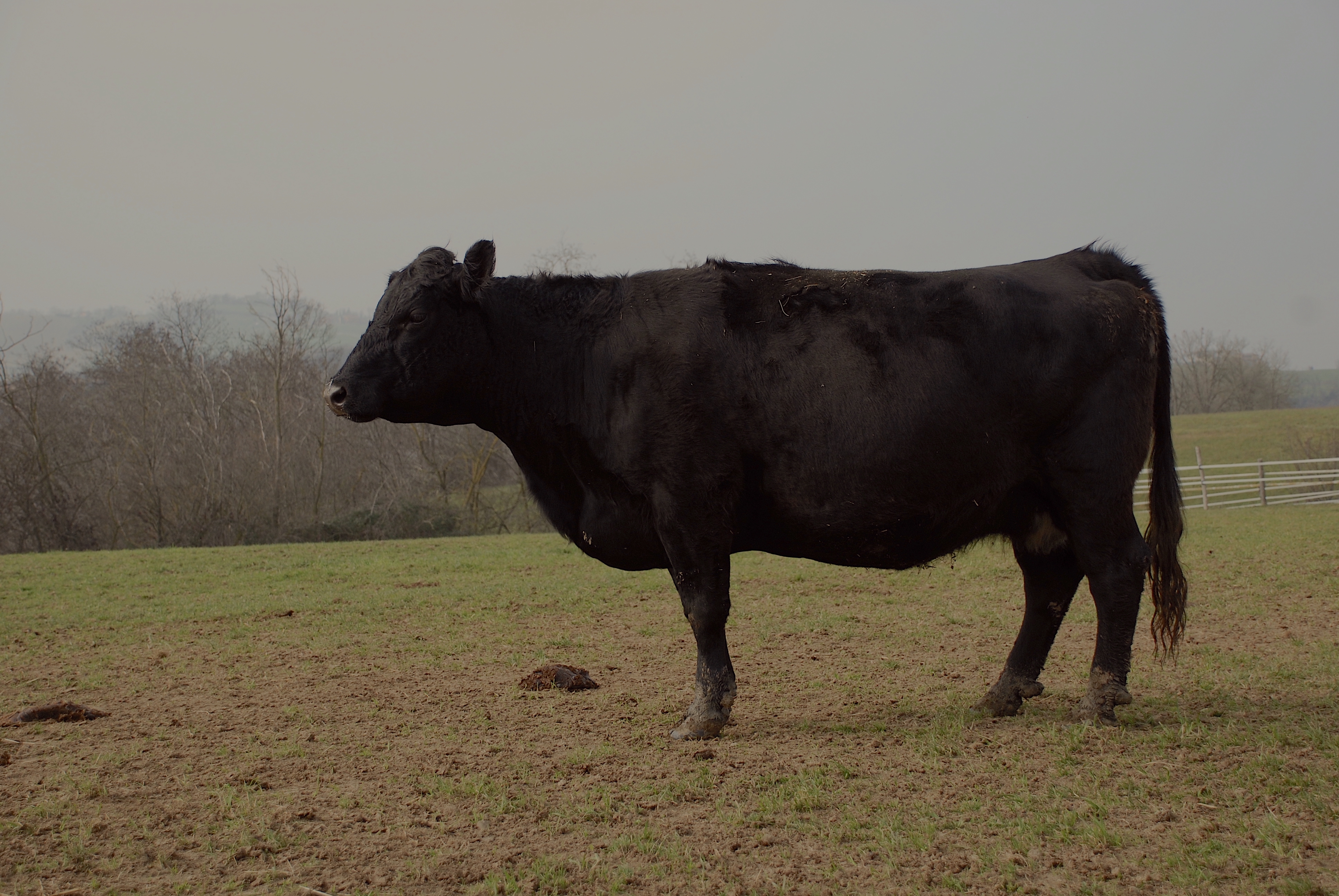 Angus