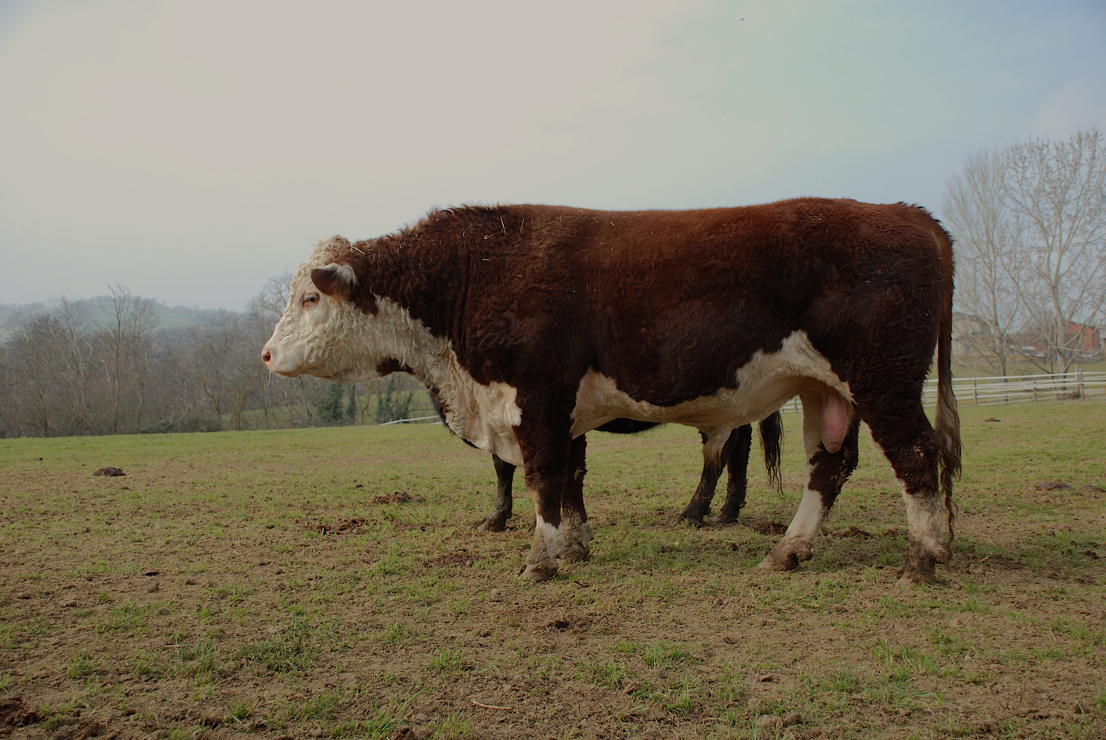 Hereford