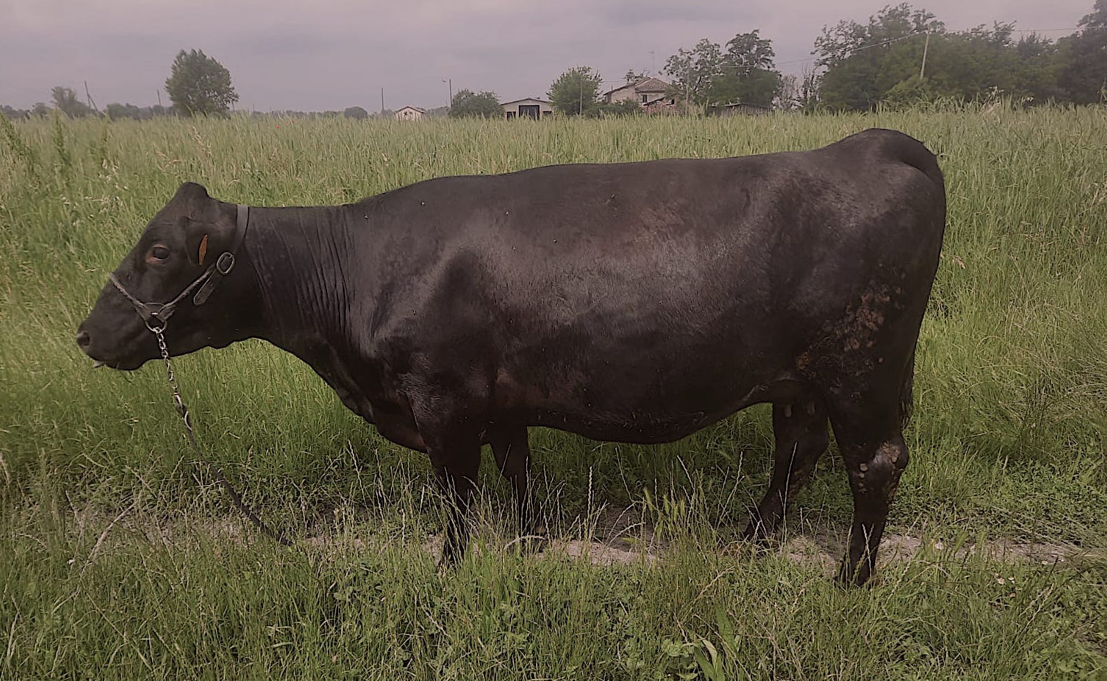 Wagyu